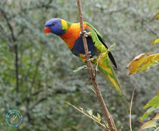 Rainbow Lorikeet 9Y209D-159.JPG